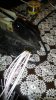 P_20160617_223136_1_p.jpg