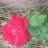 Koray066